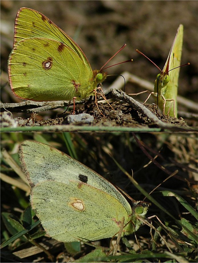 Colias sp.